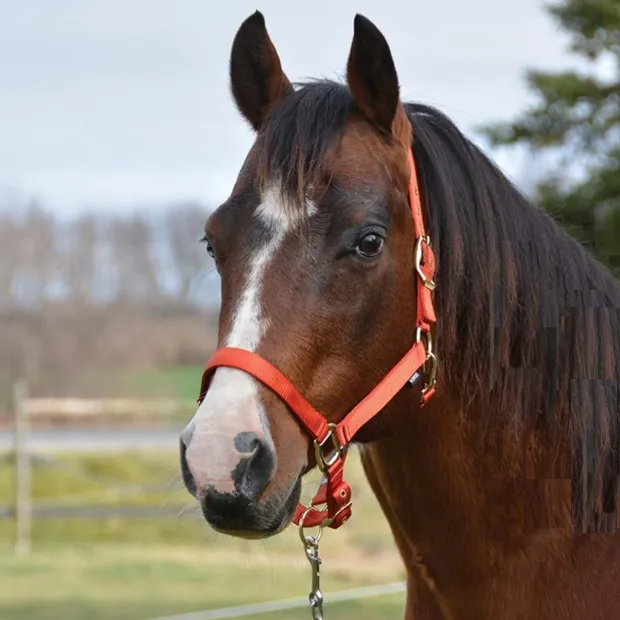Country Legend Soft Touch Halter