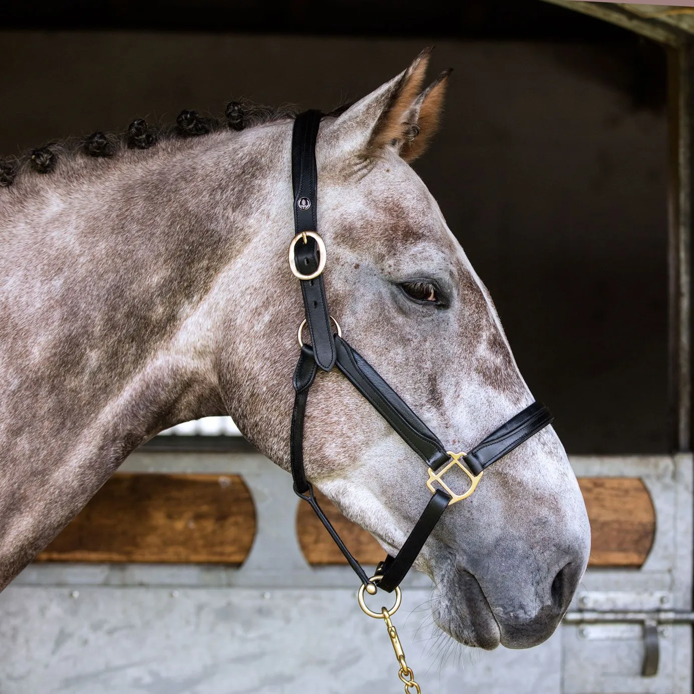 Equiport Padded Leather Headcollar