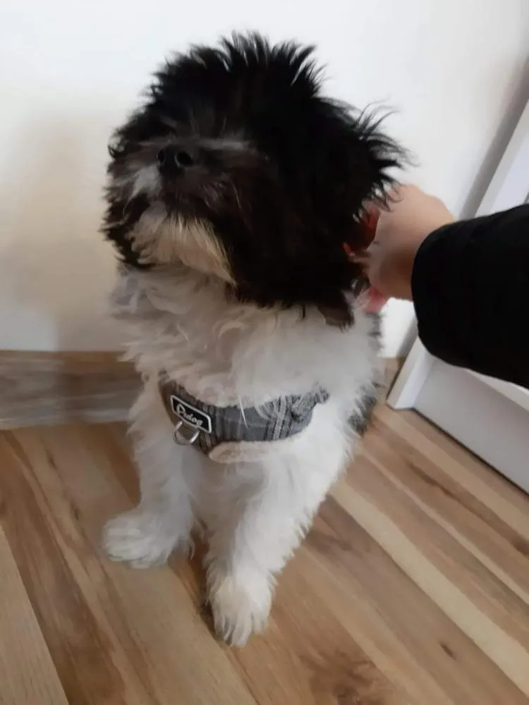 No Pull Small Dog Harness Vest/Adjustable Harness Leash Set For Small Medium Dogs