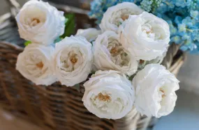 WINTER REAL TOUCH WHITE  LONG STEM ROSE
